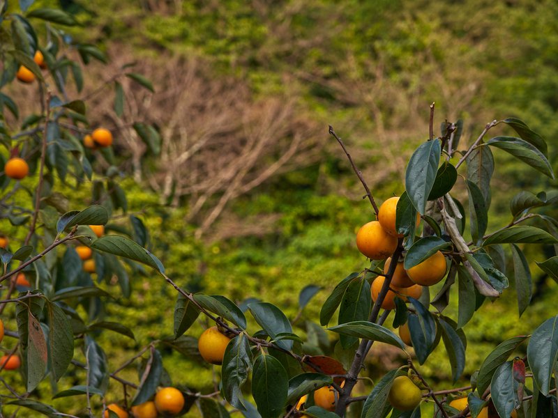 Jejudo, Tangerines